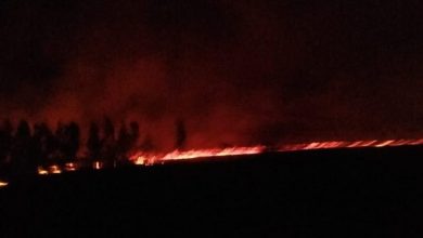 Photo of Incêndio atinge área de eucaliptos em Barra do Choça