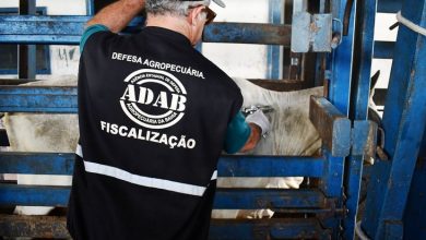 Photo of Adab divulga balanço da segunda etapa da vacinação contra a Aftosa