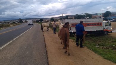 Photo of Operação captura 21 cavalos na região da Lagoa das Bateias