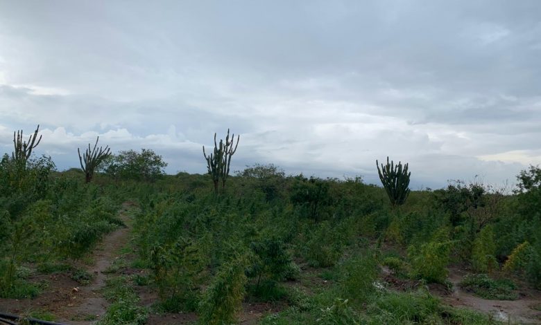 Photo of 80 mil pés de maconha e 20kg da droga são descobertos em fazenda na Bahia