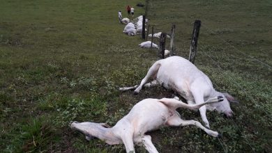Photo of Raio atinge fazenda e mata 16 cabeças de gado no sul da Bahia