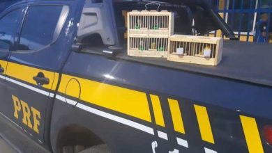 Photo of Pássaros em situação de maus-tratos são resgatados na Bahia
