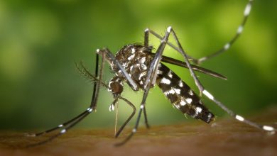 Photo of Conquista registra quase 4.200 casos de dengue