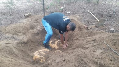 Photo of Polícia encontra 100kg de maconha enterrados em terreno na Bahia