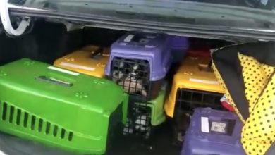 Photo of Morrem na Bahia quase 30 filhotes de shih-tzu achados em porta-malas de carro