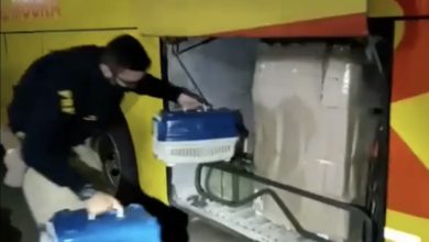 Photo of Bahia: Motorista de ônibus é preso após polícia resgatar filhotes de cachorros em bagageiro de veículo