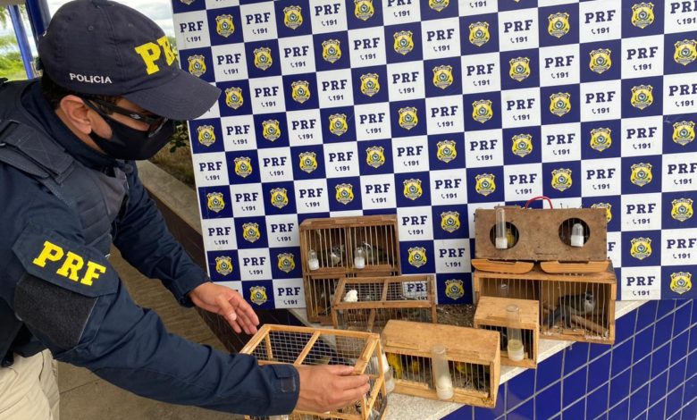 Photo of Pássaros silvestres são resgatados de dentro de mochilas em Conquista