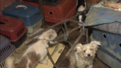 Photo of Trinta cães e gatos são resgatados após serem mantidos presos, acorrentados e quase sem alimentação no sul da Bahia