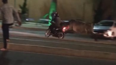 Photo of Conquista: Vaca assusta pedestres e derruba motociclista em frente ao Shopping Conquista Sul; assista