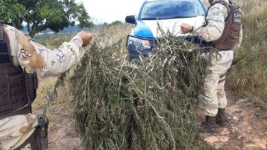 Photo of Polícias localizam mil pés de maconha em operação conjunta na Chapada
