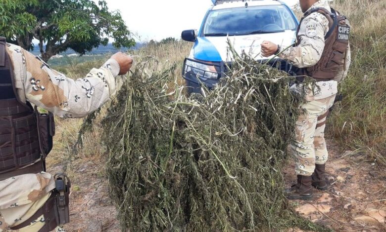 Photo of Polícias localizam mil pés de maconha em operação conjunta na Chapada