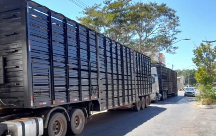 Photo of Polícia recupera caminhões roubados que estavam a caminho de Guanambi; mais de 100 cabeças de gado estavam nos veículos