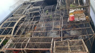 Photo of Pássaros silvestres que viviam em cativeiros são resgatados em Guanambi