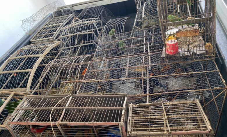 Photo of Pássaros silvestres que viviam em cativeiros são resgatados em Guanambi