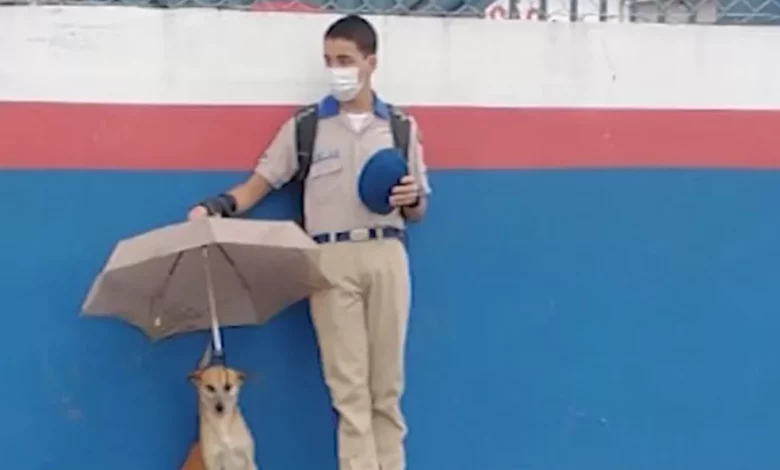 Photo of Estudante protege cachorro durante chuva no sul da Bahia e imagem viraliza na internet