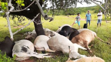 Photo of Vídeo: Animais morrem em fazenda em Anagé após raio cair em árvore