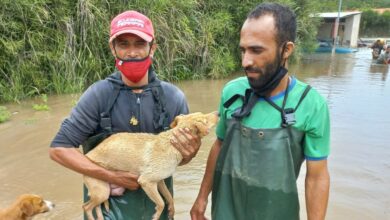 Photo of Conquista: Secretaria de Meio Ambiente resgata animais em áreas alagadas