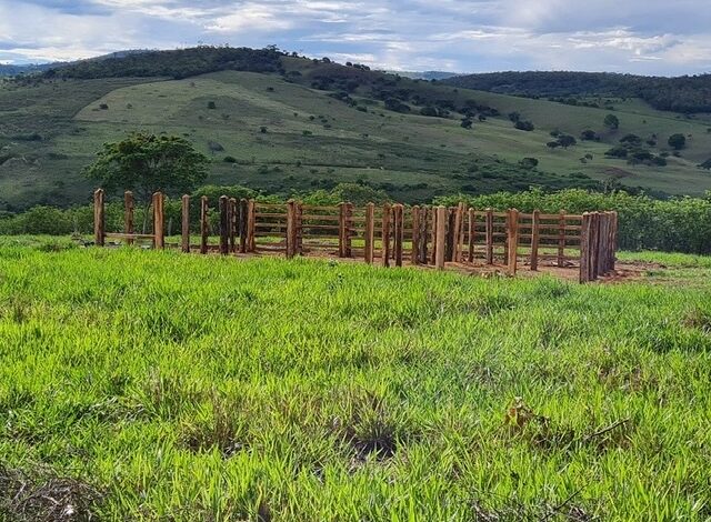 Photo of Tratorista morre após ser picado por abelhas em fazenda da região