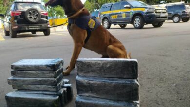 Photo of Vídeo: Cão farejador encontra mais de 25kg de drogas dentro de malas em ônibus em Conquista