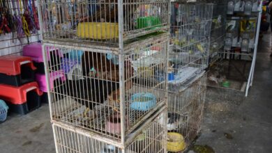 Photo of Conquista: Secretaria do Meio Ambiente e Vigilância Sanitária atuam em denúncia de maus tratos em loja de animais