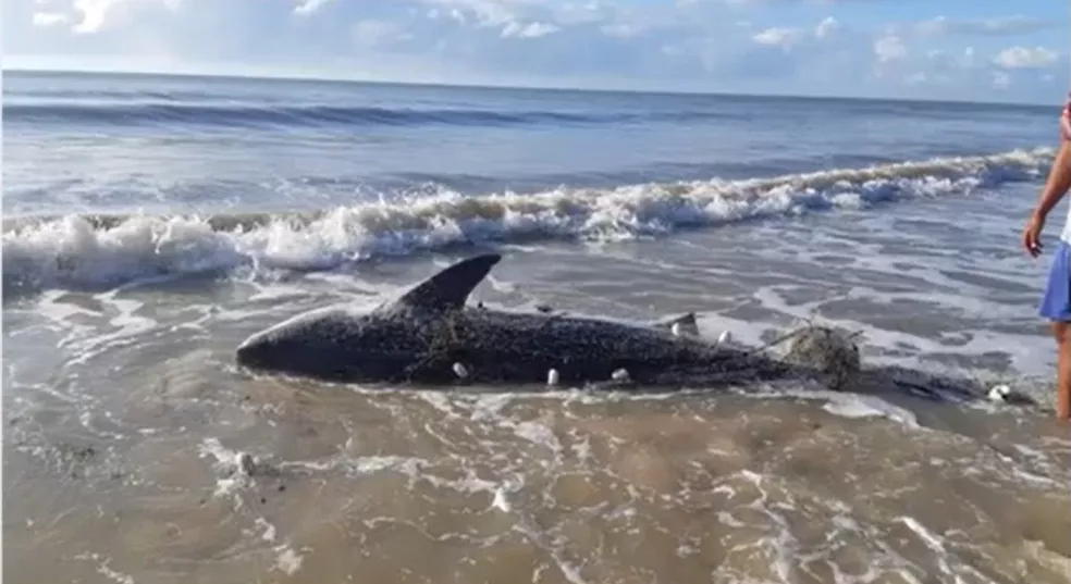 Photo of Tubarão com mais de 3,5 metros de comprimento é encontrado morto no litoral da Bahia