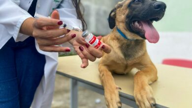 Photo of Conquista: Começa a vacinação contra a raiva em cães e gatos na zona rural