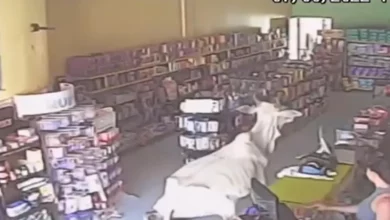 Photo of Vaca invade farmácia, escorrega e vídeo viraliza nas redes sociais