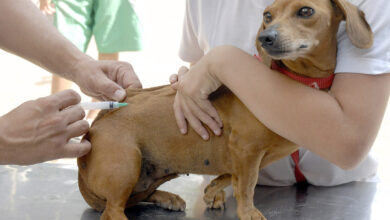 Photo of Conquista: Vacinação antirrábica para cães e gatos será no sábado