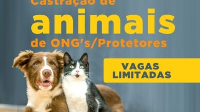 Photo of Conquista: SMS lança pré-cadastro para castração de cães e gatos acolhidos por ONGs e protetores de animais