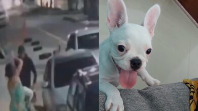 Photo of Mulher que teve cadela roubada recebe animal de volta; vídeo mostra ação de bandido