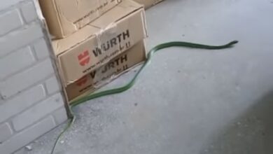 Photo of Vídeo: Cobra é encontrada dentro de estabelecimento em Conquista