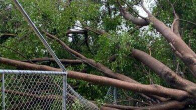 Photo of Vídeo: Chuva com fortes ventos derrubou dezenas de árvores na região