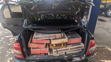 Photo of Jequié: Mais de 300 pássaros silvestres são apreendidos dentro de porta-malas de carro