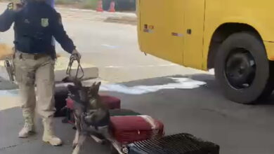Photo of Vídeos: Com ajuda de cães farejadores, PRF apreende mais de 50kg de droga em Conquista