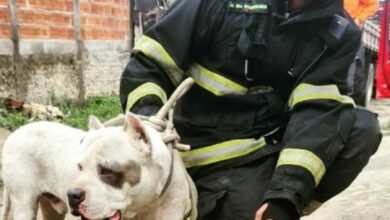 Photo of Conquista: Bombeiros resgatam cães da raça Pitbull que estavam soltos na rua
