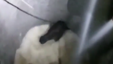 Photo of Vídeo: Cavalo cai em cisterna e é resgatado pelos bombeiros em Conquista
