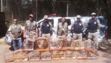Photo of Conquista: Operação conjunta resgata 20 pássaros silvestres na cidade