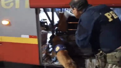 Photo of Conquista: Vídeo mostra cão farejador encontrando caixa recheada de drogas