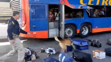 Photo of Conquista: Vídeo mostra cão farejador encontrando quase 25kg de droga na BR-116