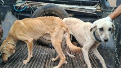 Photo of Vídeo: Cães vítimas de maus-tratos são resgatados na região