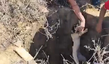 Photo of Vídeo: Polícia Militar resgata cachorro de cisterna abandonada na região