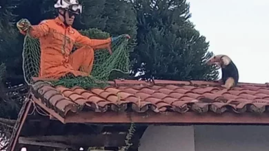 Photo of Região: Tamanduá aparece em telhado de escola e é resgatado pelos bombeiros