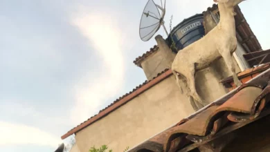 Photo of Inusitado: Bode é flagrado no telhado de casa na região