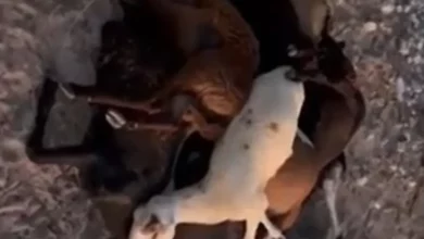 Photo of Mais de 40 ovelhas morrem após comer ração na fazenda