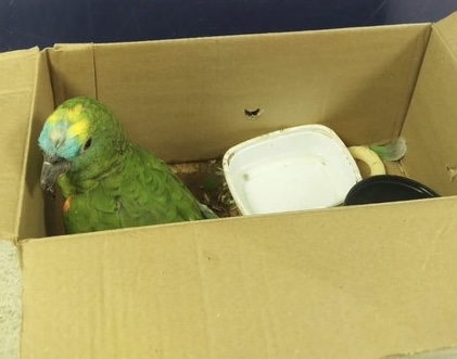 Photo of Conquista: Papagaio preso em caixa de papelão foi resgatado pela polícia