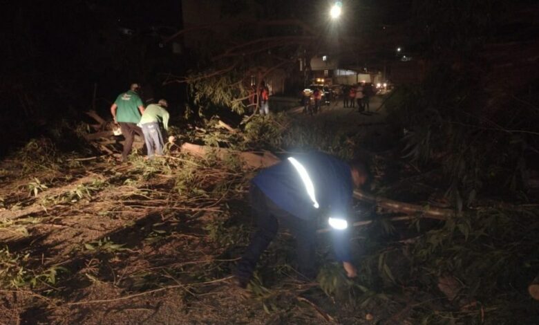 Photo of Conquista: Queda de árvores próximo ao Lomantão